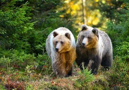 Hotel Au Lit Des Ours